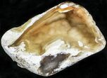 Agatized Fossil Coral Geode - Florida #22421-2